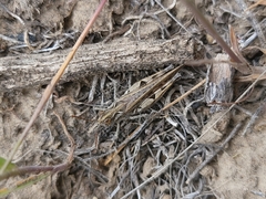 Psoloessa delicatula