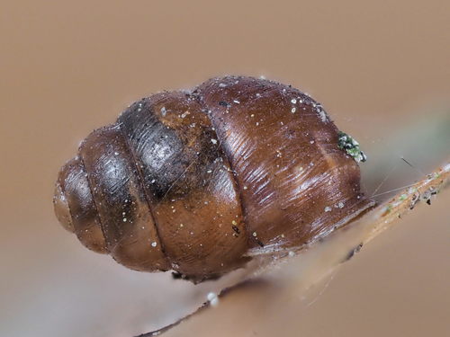 Desmoulin's Whorl Snail