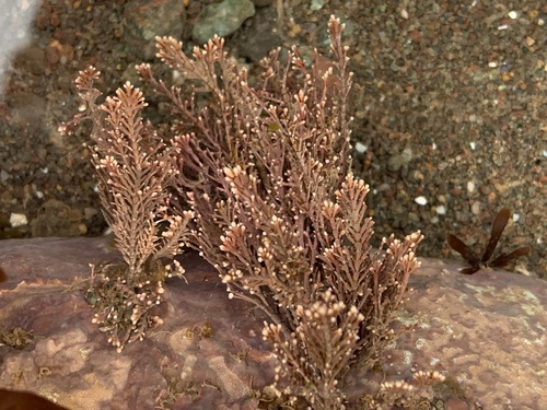 Common Coralline