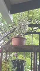 Syngonium llanoense
