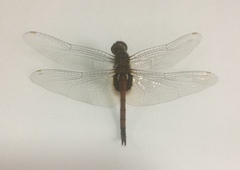 Tramea transmarina euryale