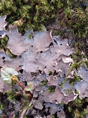 Peltigera evansiana