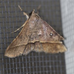 Hypospila dochmotoma
