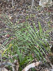 Zamia portoricensis