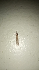 Microcrambus kimballi