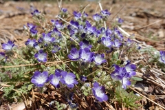 Phacelia davidsonii