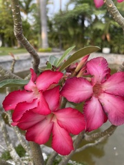 Adenium obesum