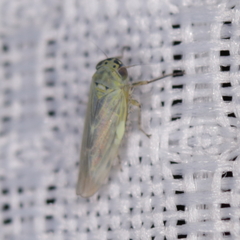 Macrosteles quadrilineatus
