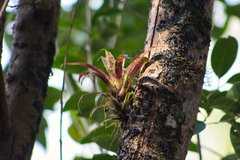 Tillandsia leiboldiana