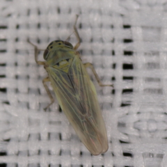 Macrosteles quadrilineatus