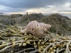 Neptunea decemcostata