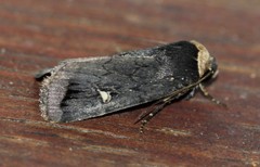 Proteuxoa cinereicollis