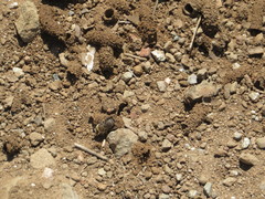 Diadasia bituberculata