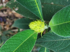 Palicourea erythrocephala
