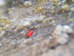 Pyrrhocoris