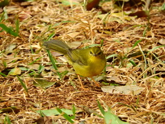 Myiothlypis flaveola