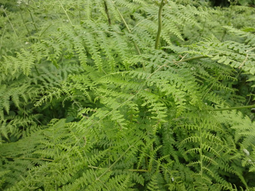 Pteridium image