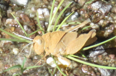 Tomonotus ferruginosus