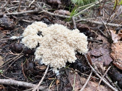 Ramaria rubricarnata pallida