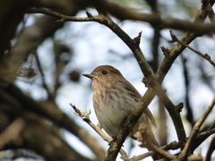 Knipolegus striaticeps