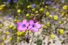 Saltugilia splendens