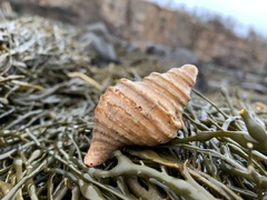 Neptunea decemcostata