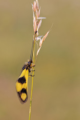 Libelloides macaronius