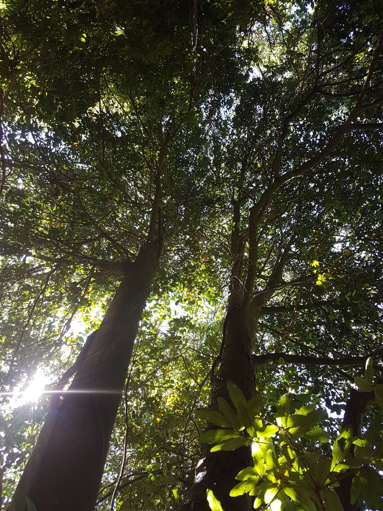 Southern acorn tree