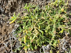 Spergularia tasmanica