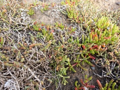 Spergularia tasmanica