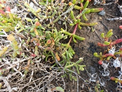 Spergularia tasmanica