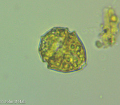 Parvodinium inconspicuum