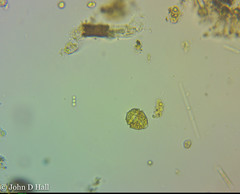 Parvodinium inconspicuum