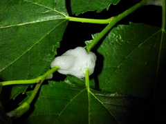 Okiscarta uchidae