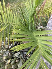Arecaceae
