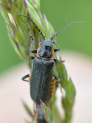 Cantharis pulicaria