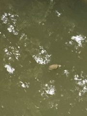 Sternotherus carinatus