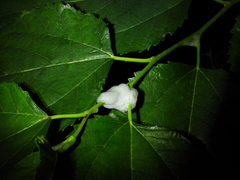 Okiscarta uchidae