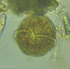 Peridinium gatunense