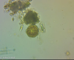 Peridinium gatunense