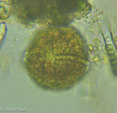 Peridinium gatunense