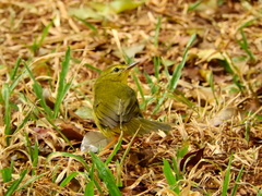 Myiothlypis flaveola