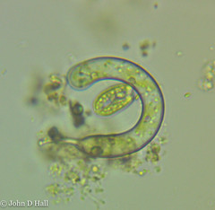 Ophiocytium