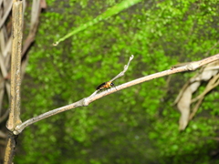 Abscondita cerata