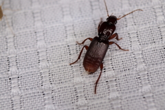 Stenomorphus californicus