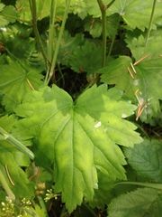 Boykinia occidentalis