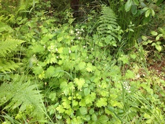 Boykinia occidentalis