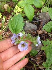 Phacelia bolanderi