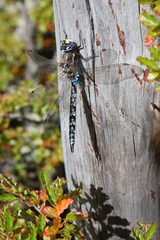 Rhionaeschna variegata
