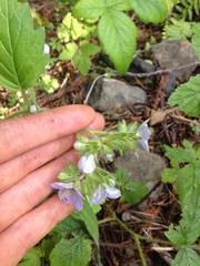Phacelia bolanderi